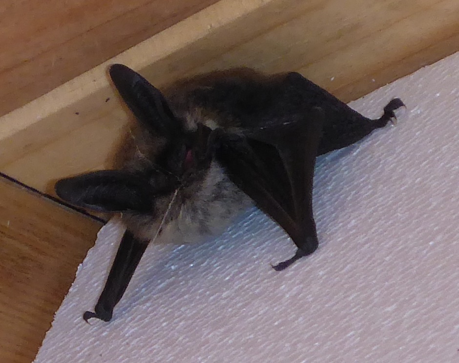 Bat in eves