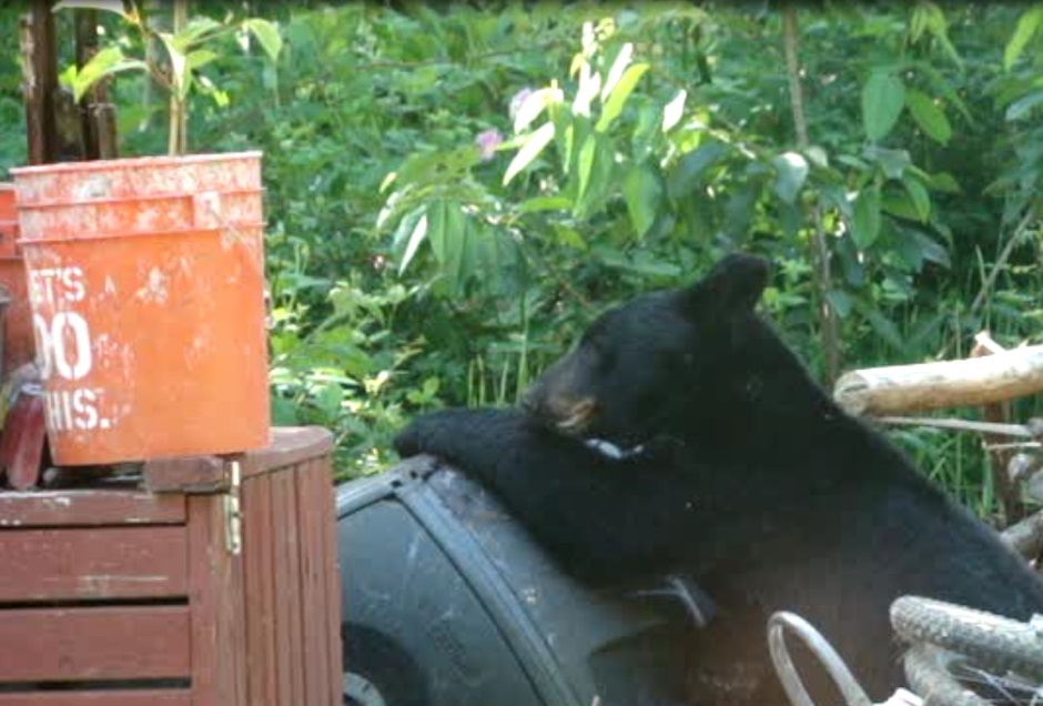 Bear Composter