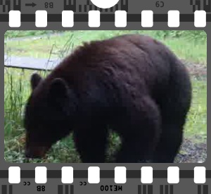 Bear film
