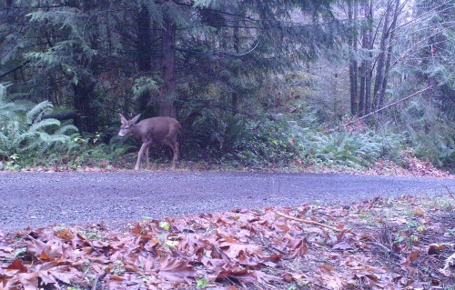 Deer male on driveway